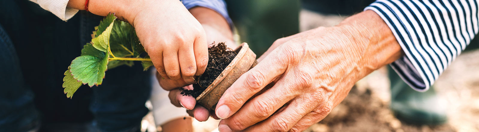 Young and old hands planting.