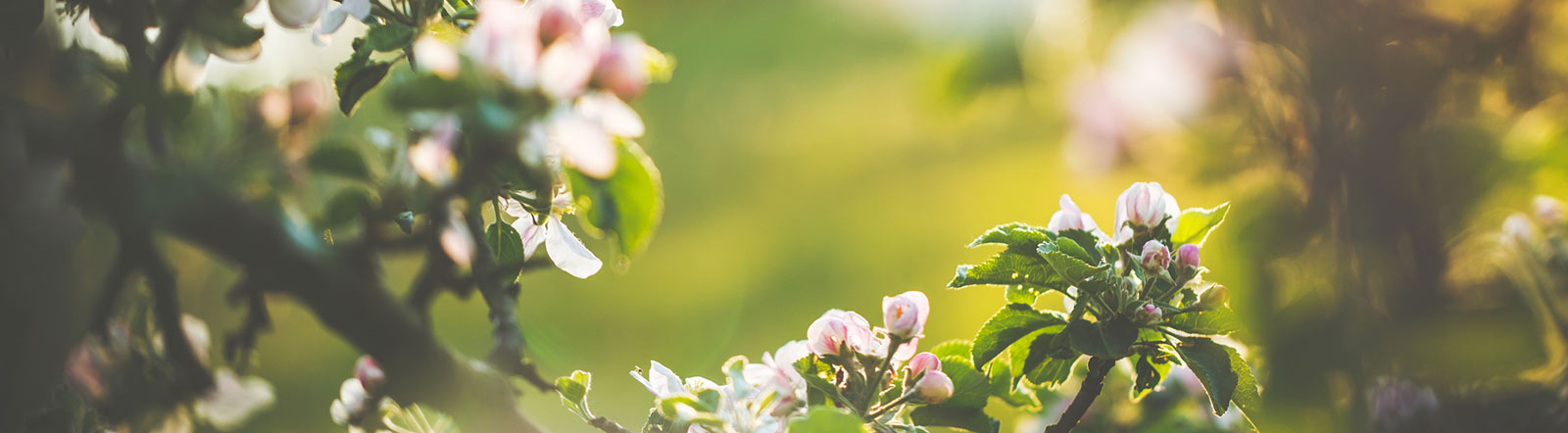 Blooming tree.